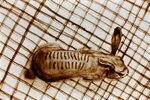 2010 - Sand drawing, Animal Torture {JPEG}