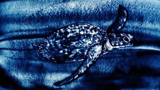 2010 - Dessin sur sable bleu, Tortue de mer