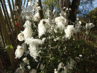 "Coton" d'anémone du Japon